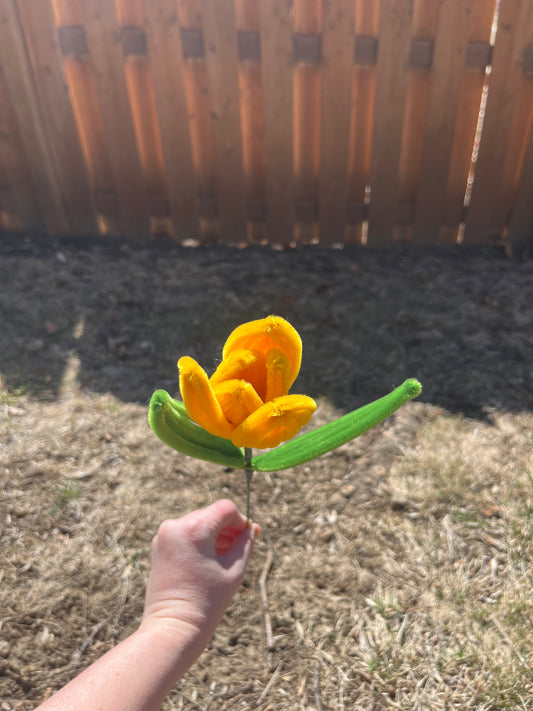 Tulip