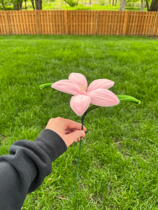 Lily