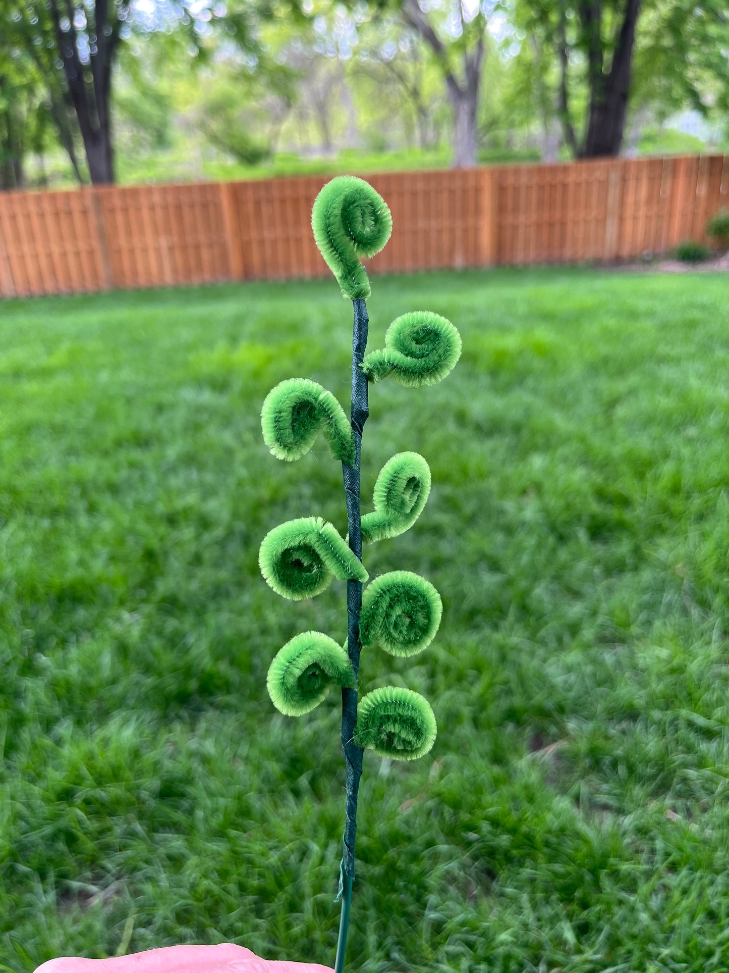 Curly leaf