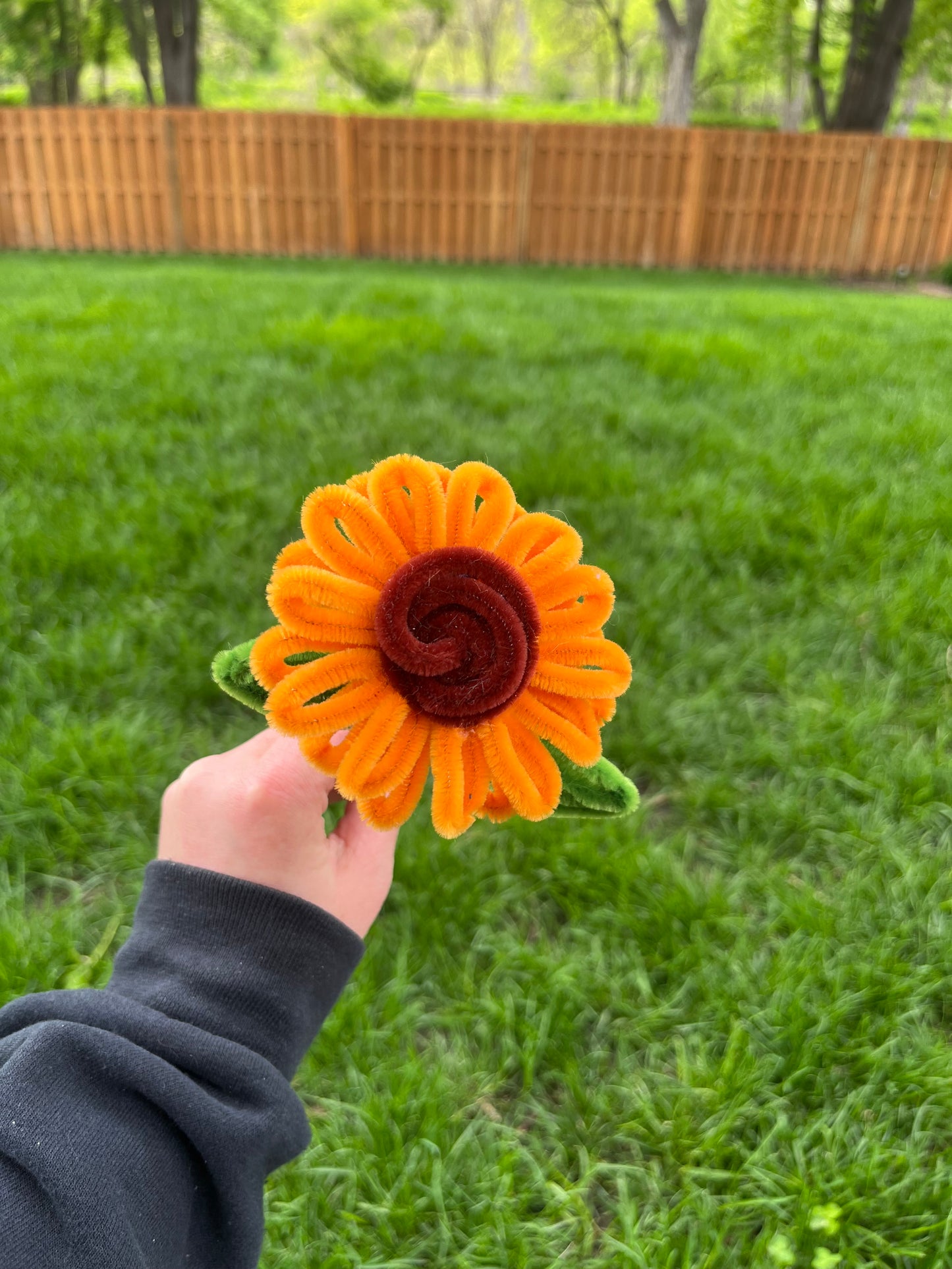 Sunflower