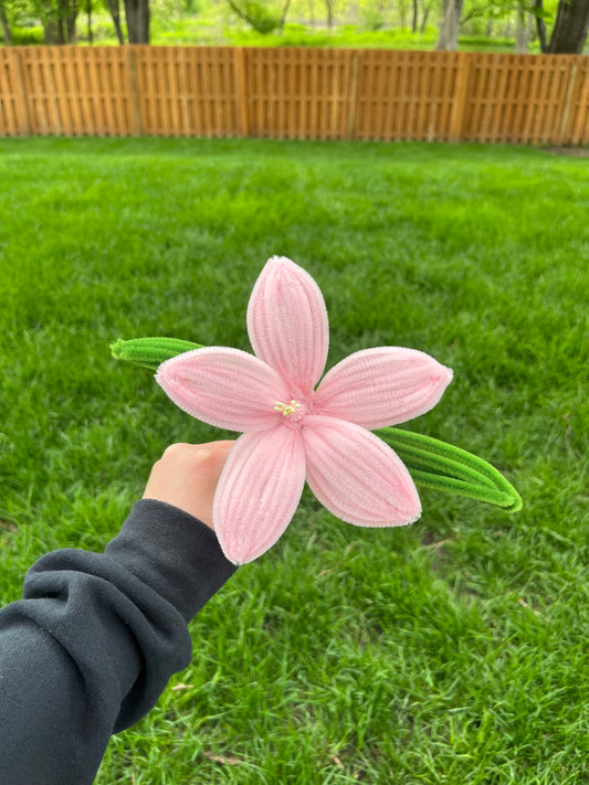 Lily