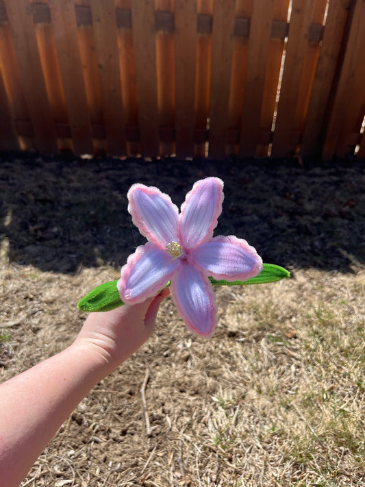 Curled Lily