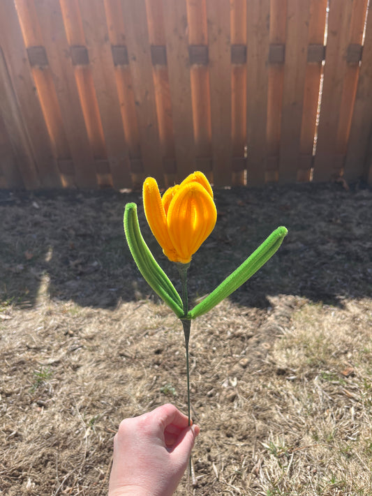 Tulip