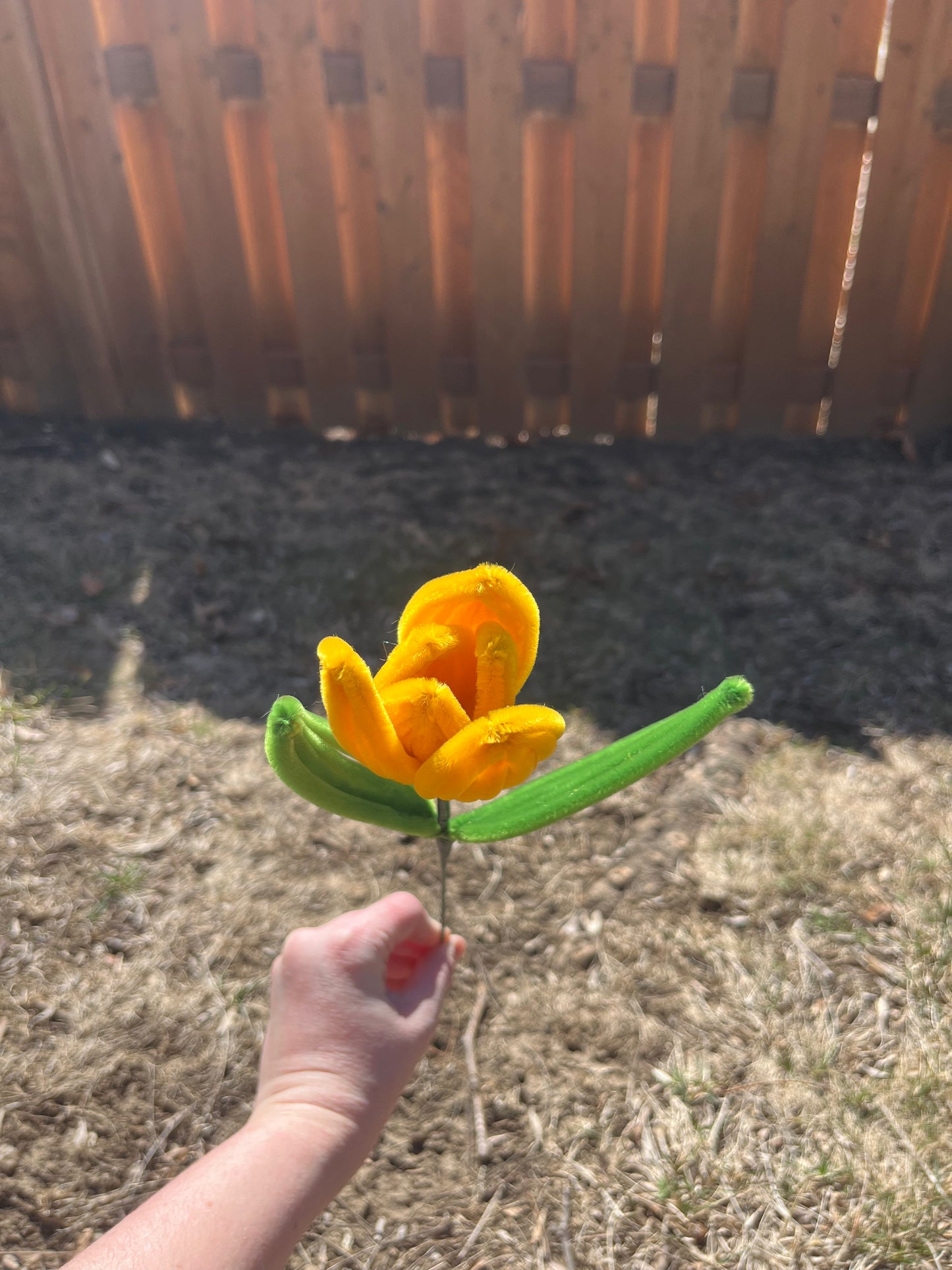 Tulip